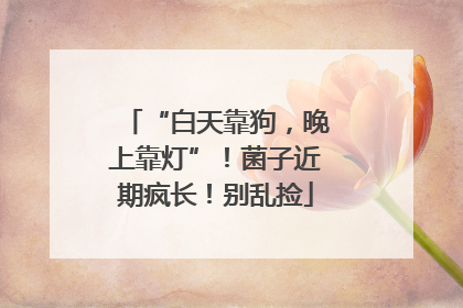 “白天靠狗，晚上靠灯”！菌子近期疯长！别乱捡