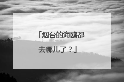 烟台的海鸥都去哪儿了？