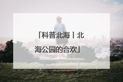 科普北海丨北海公园的合欢