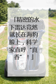 精密的水下雷达竟然就长在海豹脸上，科学家直呼“真香”！