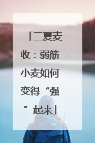 三夏麦收：弱筋小麦如何变得“强”起来