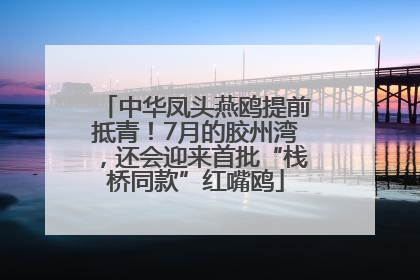 中华凤头燕鸥提前抵青！7月的胶州湾，还会迎来首批“栈桥同款”红嘴鸥