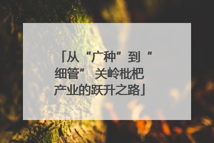 从“广种”到“细管” 关岭枇杷产业的跃升之路