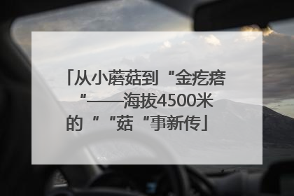 从小蘑菇到“金疙瘩“——海拔4500米的““菇“事新传
