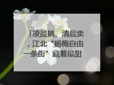 凌晨摘、清晨卖，江北“杨梅自由一条街”藏着最甜的烟火气