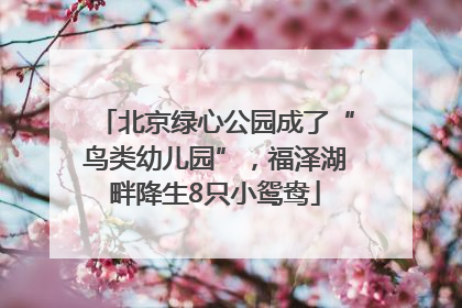 北京绿心公园成了“鸟类幼儿园”，福泽湖畔降生8只小鸳鸯