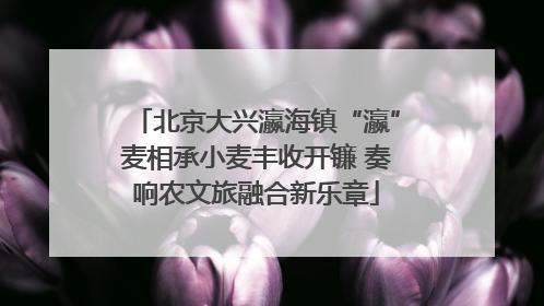 北京大兴瀛海镇“瀛”麦相承小麦丰收开镰 奏响农文旅融合新乐章