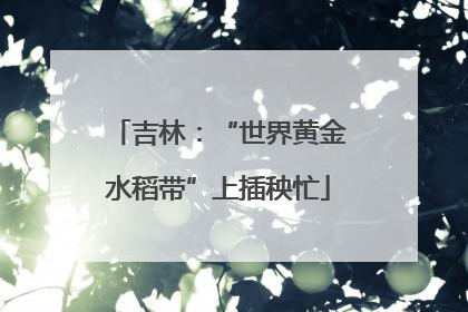 吉林：“世界黄金水稻带”上插秧忙
