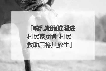 哺乳期猪獾溜进村民家觅食 村民救助后将其放生