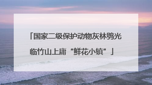 国家二级保护动物灰林鸮光临竹山上庸“鲜花小镇”