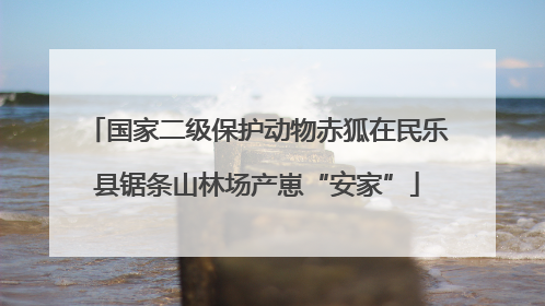 国家二级保护动物赤狐在民乐县锯条山林场产崽“安家”