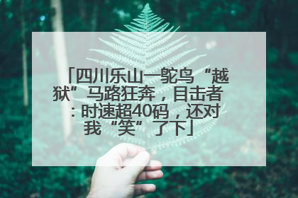 四川乐山一鸵鸟“越狱”马路狂奔，目击者：时速超40码，还对我“笑”了下