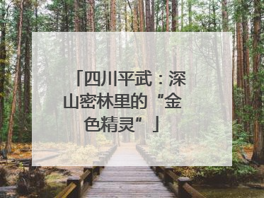 四川平武：深山密林里的“金色精灵”