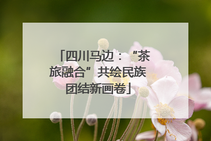 四川马边：“茶旅融合”共绘民族团结新画卷