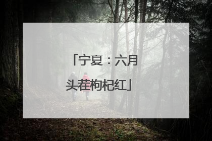 宁夏：六月头茬枸杞红
