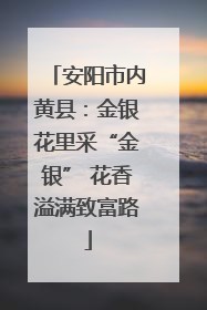 安阳市内黄县：金银花里采“金银” 花香溢满致富路