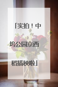 实拍！中坞公园京西稻插秧啦