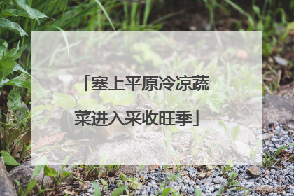 塞上平原冷凉蔬菜进入采收旺季