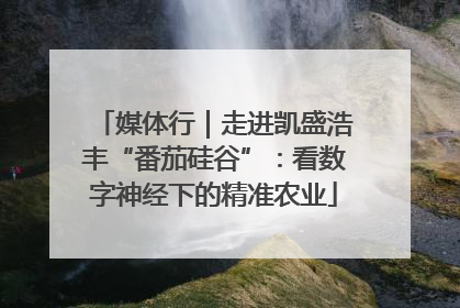 媒体行｜走进凯盛浩丰“番茄硅谷”：看数字神经下的精准农业
