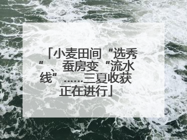 小麦田间“选秀”、蚕房变“流水线”……三夏收获正在进行