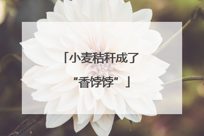 小麦秸秆成了“香饽饽”