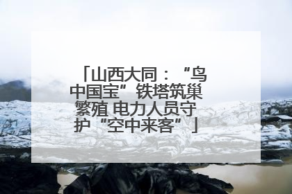 山西大同：“鸟中国宝”铁塔筑巢繁殖 电力人员守护“空中来客”