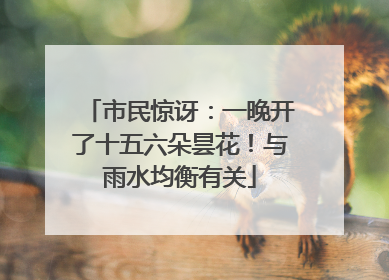 市民惊讶：一晚开了十五六朵昙花！与雨水均衡有关