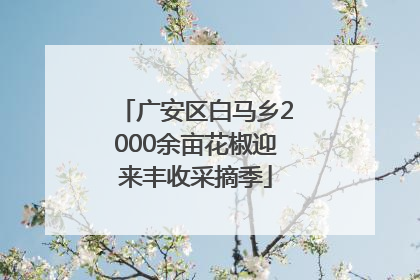 广安区白马乡2000余亩花椒迎来丰收采摘季