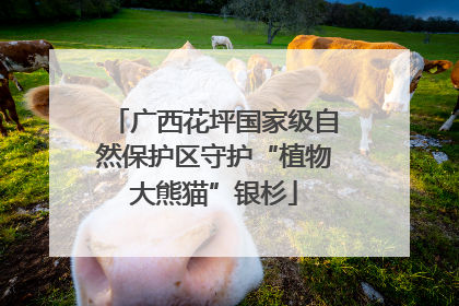 广西花坪国家级自然保护区守护“植物大熊猫”银杉