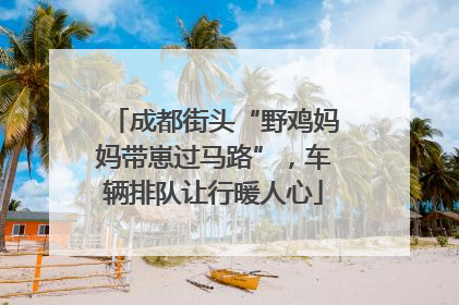 成都街头“野鸡妈妈带崽过马路”，车辆排队让行暖人心