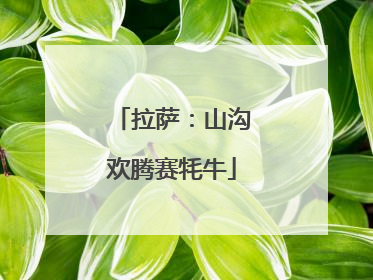 拉萨：山沟欢腾赛牦牛