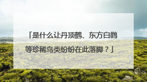 是什么让丹顶鹤、东方白鹳等珍稀鸟类纷纷在此落脚？