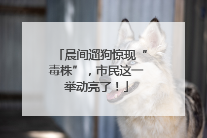 晨间遛狗惊现“毒株”，市民这一举动亮了！