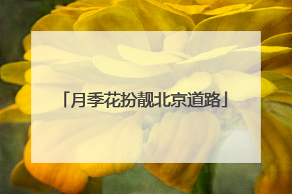 月季花扮靓北京道路