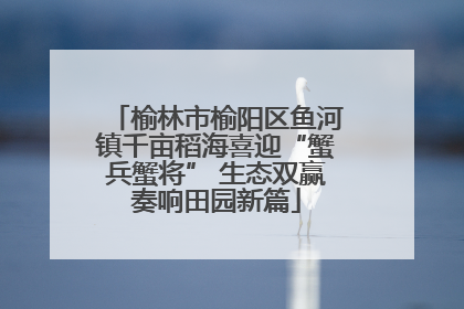榆林市榆阳区鱼河镇千亩稻海喜迎“蟹兵蟹将” 生态双赢奏响田园新篇