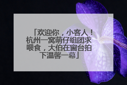 欢迎你，小客人！杭州一窝萌仔组团求喂食，大伯在窗台拍下温馨一幕