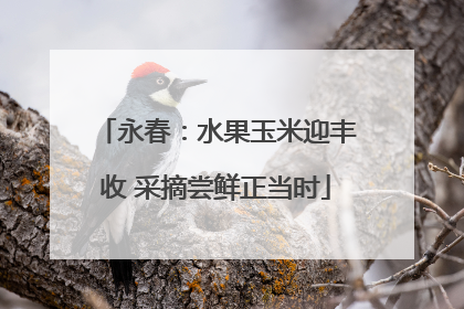 永春：水果玉米迎丰收 采摘尝鲜正当时