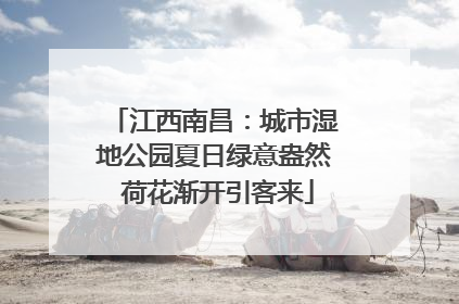 江西南昌：城市湿地公园夏日绿意盎然 荷花渐开引客来