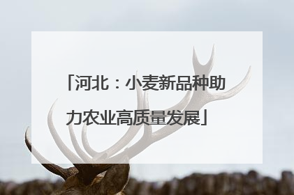 河北：小麦新品种助力农业高质量发展