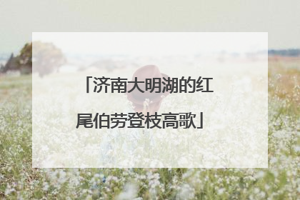 济南大明湖的红尾伯劳登枝高歌