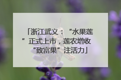 浙江武义：“水果莲”正式上市，莲农增收“致富果”注活力