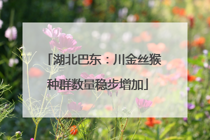 湖北巴东：川金丝猴种群数量稳步增加