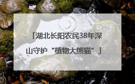湖北长阳农民38年深山守护“植物大熊猫”
