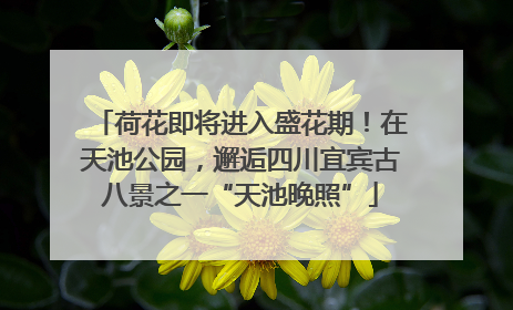荷花即将进入盛花期！在天池公园，邂逅四川宜宾古八景之一“天池晚照”