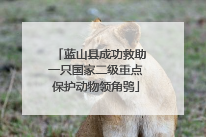蓝山县成功救助一只国家二级重点保护动物领角鸮