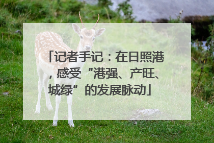 记者手记：在日照港，感受“港强、产旺、城绿”的发展脉动