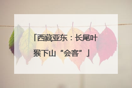 西藏亚东：长尾叶猴下山“会客”