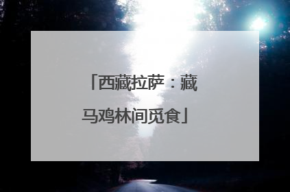西藏拉萨：藏马鸡林间觅食