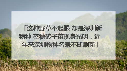 这种野草不起眼 却是深圳新物种 密穗砖子苗现身光明，近年来深圳物种名录不断刷新