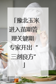 豫北玉米进入苗期管理关键期 专家开出“三剂良方”